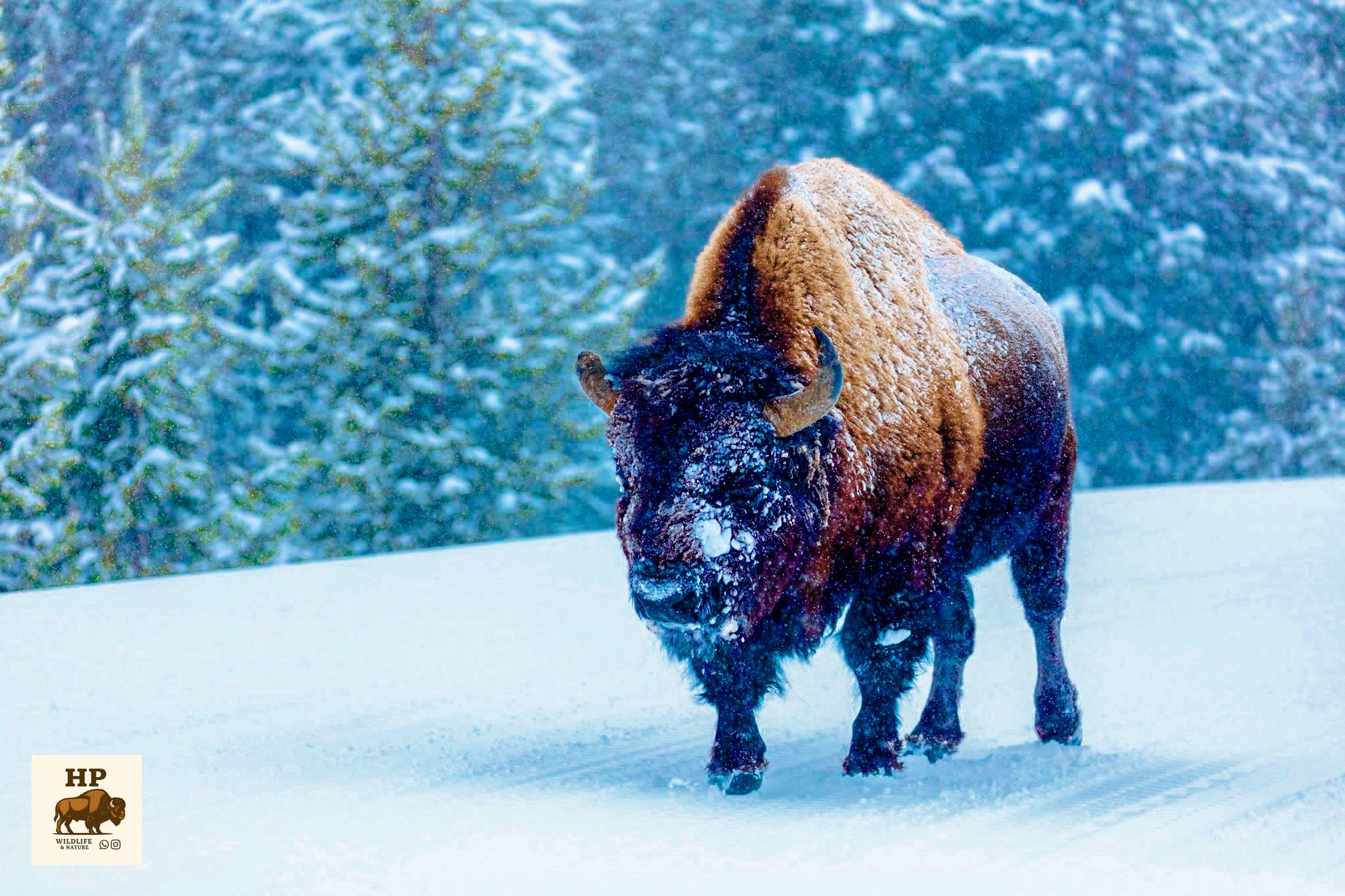 Bison im Schnee