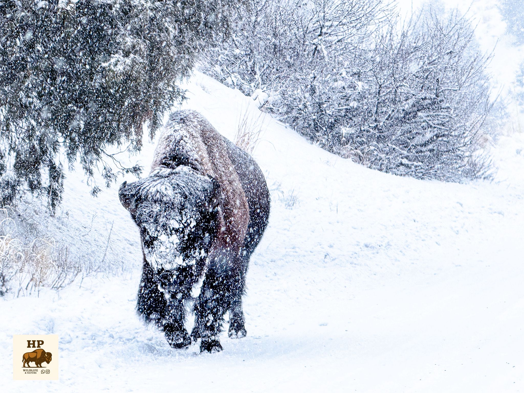 Bison im Schnee - Yellowstone Nationalpark