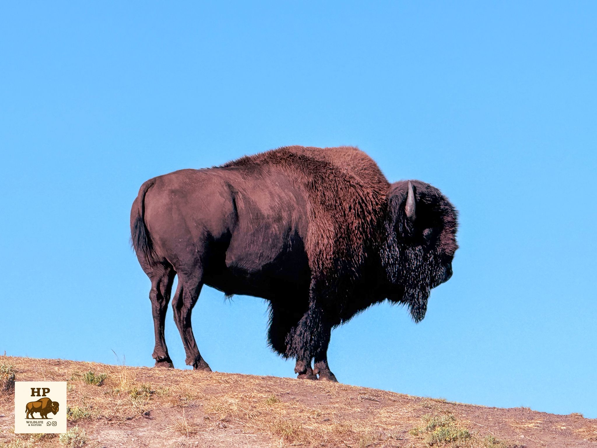 Bison Nahaufnahme - Yellowstone Nationalpark