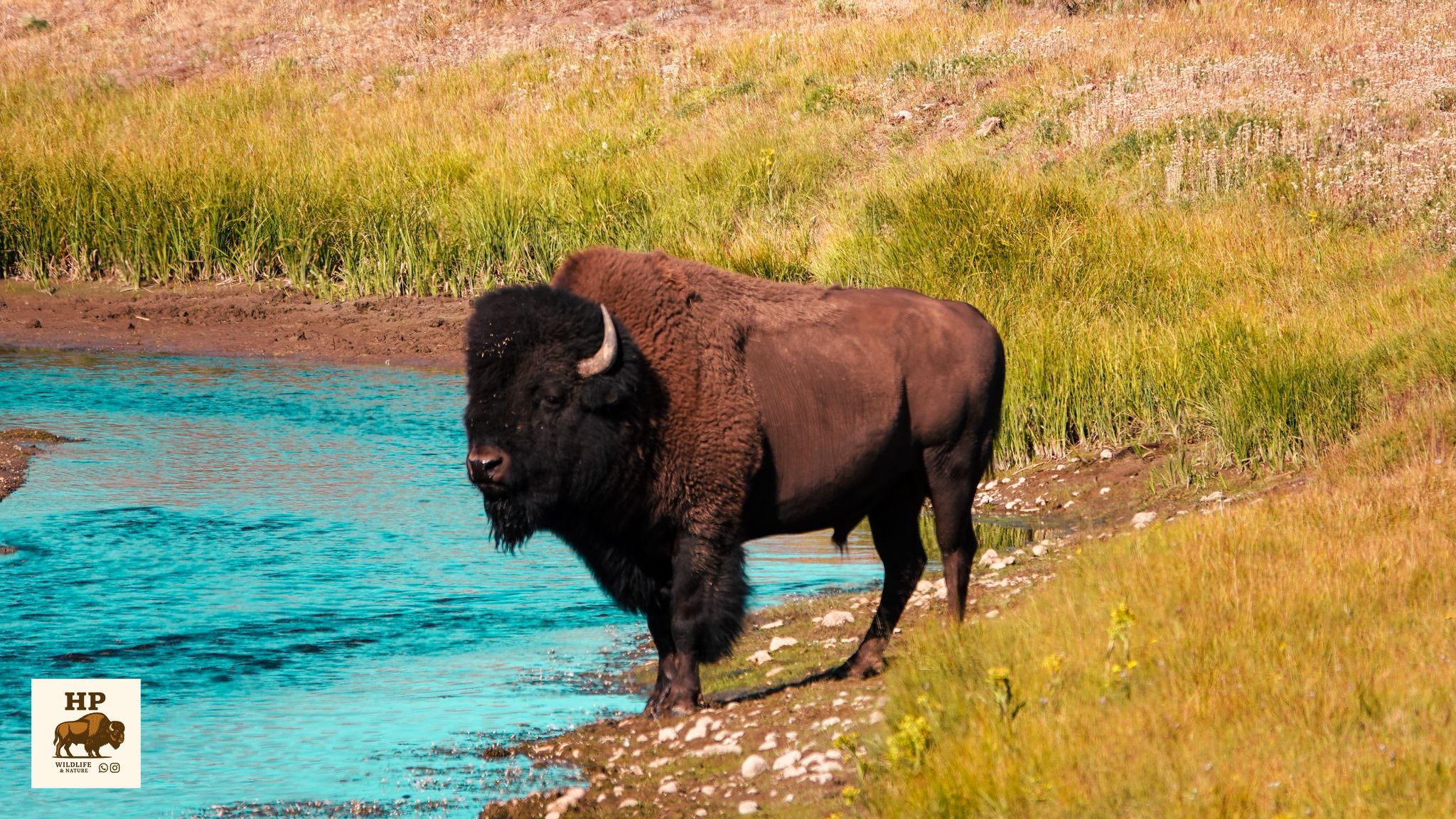 Bison Nahaufnahme - Yellowstone Nationalpark
