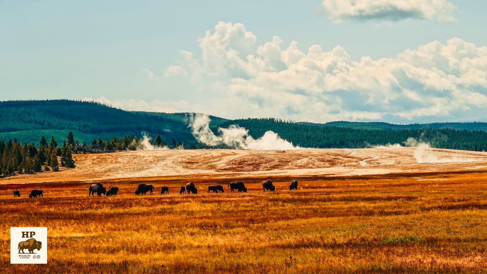 Bisons in der Landschaft - Yellowstone