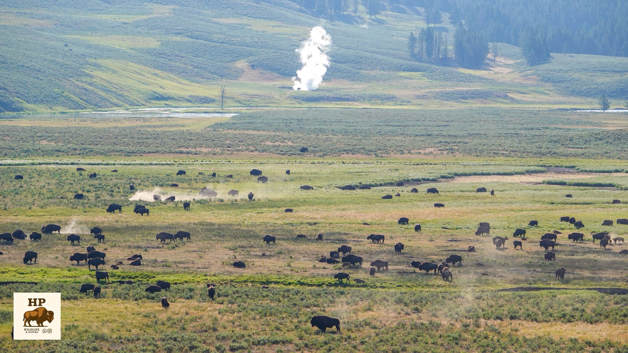 Bisons in der Landschaft - Yellowstone