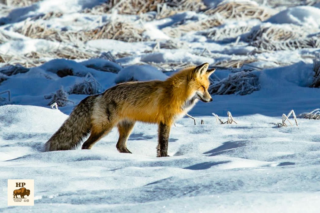 Fuchs im Schnee