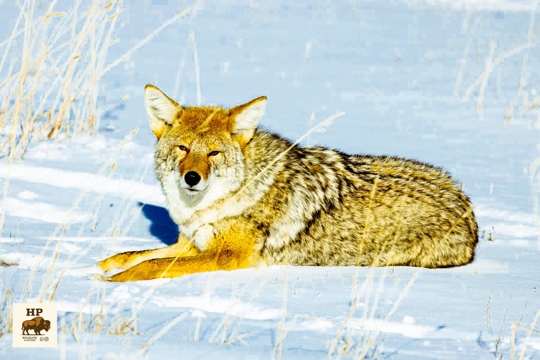 Wolf im Schnee