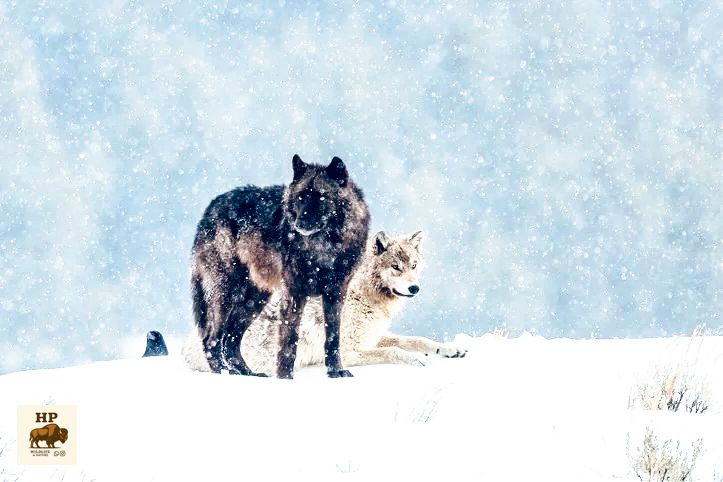 Zwei Wölfe im Schnee